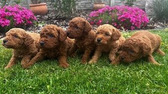 pudel,pudlik,poodle trpaslici