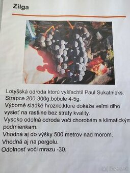 Predám sadenice viniča