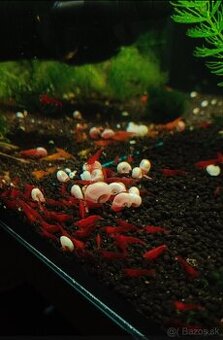 Krevetky neocaridina - Bloody Mary