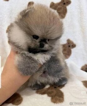 Pomeranian mini