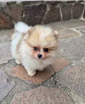 Špic - pomeranian