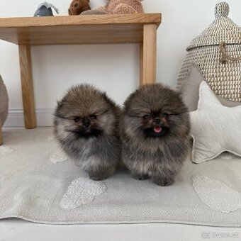 Pomeranian miniatúrny