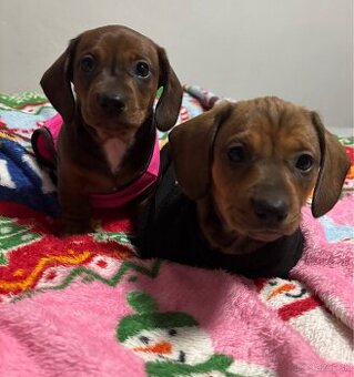 Jazvečík trpaslíčí