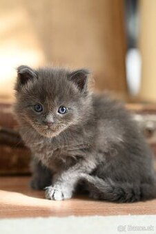 Mainská mývalia - maine coon - MCO - kocúrik