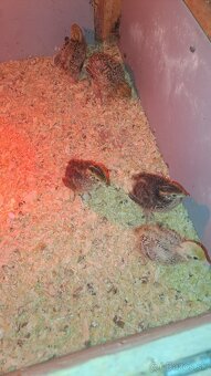 Prepeličky Faraon Jumbo - 1