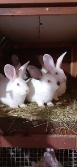 Predam mlade kraliky Hila