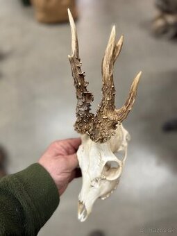 Trofej,parohy,parozie,srnec