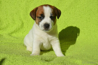 Jack russell teriér
