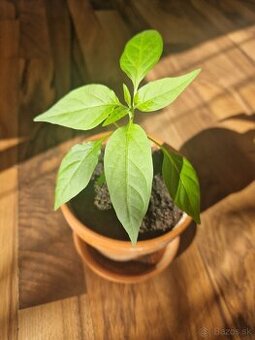Thajské chilli