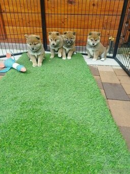 Shiba inu