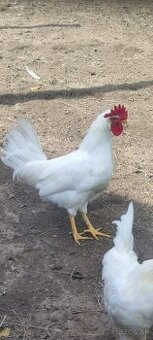 Kohút Leghorn