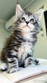 HOPE Maine Coon Mainská myvalia