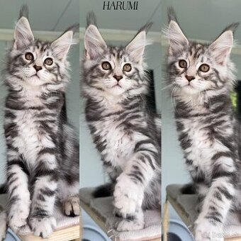 HARUMI Maine Coon Mainská myvalia