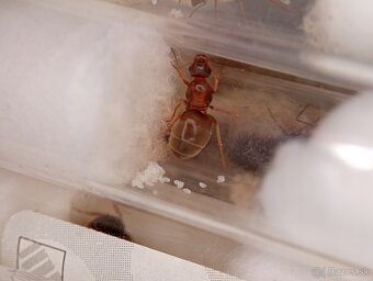 Mravec domácí (Lasius emarginatus)