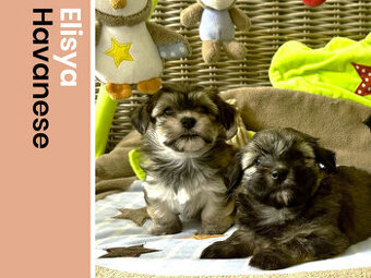 Havanský psík s PP ,Bichon Havanais, voľní 2 psíkovia