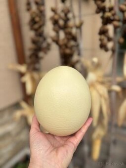Pštrosie vajce konzumné