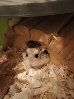 Škrečok Roborovského