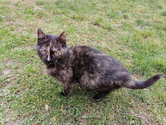 Mačička hladá domov