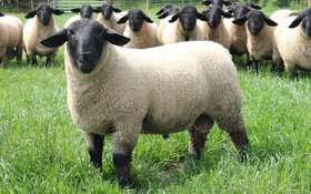 kúpim jahnatá ovce