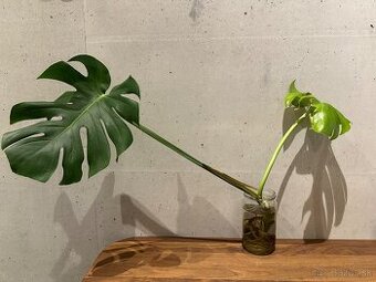 Monstera deliciosa veľká
