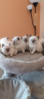 Ragdoll mačiatka, mačka