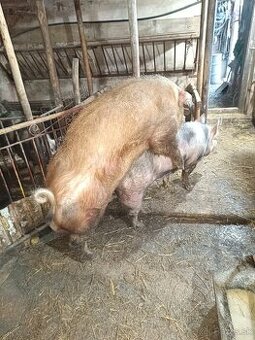 Kanec,Duroc