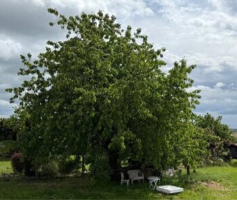 Čerešna