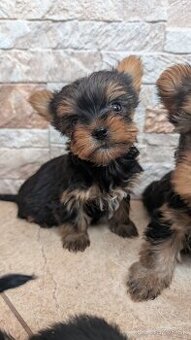 Yorkshire terrier