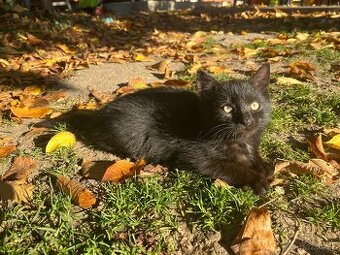 Darujem malého kocúra