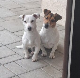 Jack Russel terrier🐶🐾 znížená cena 