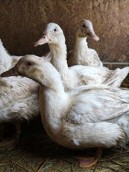 Predám domáce husokačeny na zabitie