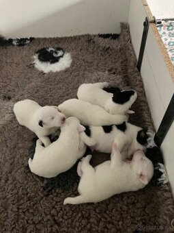 Foxteriér hladkosrstý