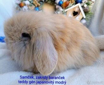 Zakrslý baranček teddy gén s VP - samček japanovitý modrý