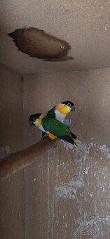 Amazonik ciernotemenny