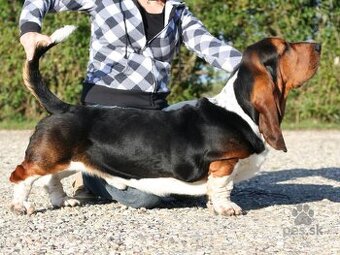 BASET - BASSET - KUPIM.