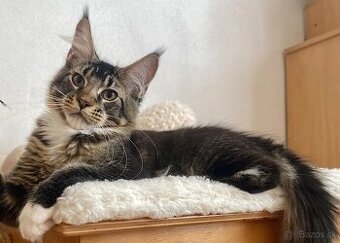 Mainská mývalia, Maine Coon, MCO s PP