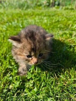Maine coon