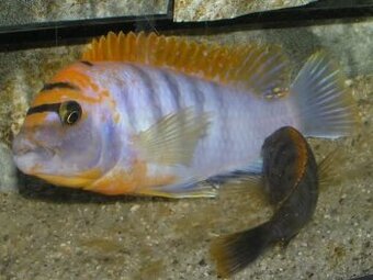 Cichlidy
