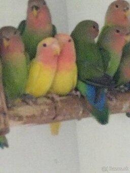 Agapornis ružovohrdlý