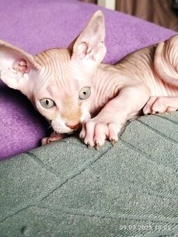 Kanadský sphynx