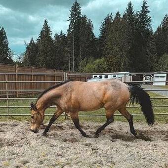 Predám kobylu a valacha AQHA