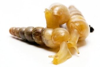 Predáme slimáky Subulina octona - 1