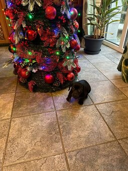 Jazvečík, jazvečík