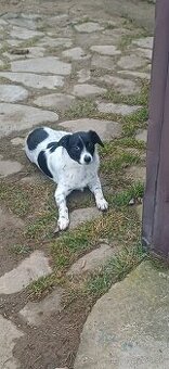 Hľadáme milujúci domov pre fenku Megi