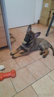 Německý ovčák - pejsek s PP