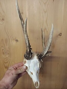 Trofej trofeje parohy parožie zhody....