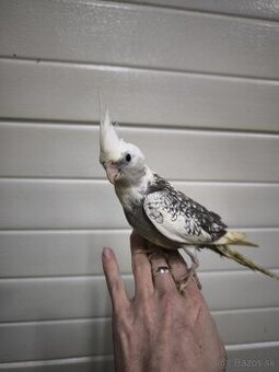 Ručne dokrmená korela