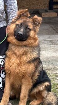 Predám Nemeckého ovčiaka