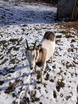 Predám 1 ročnú kozu