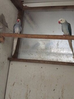 Alexaner maly opalin/h.ch,h.ch violet, modrý